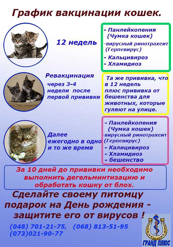 Обязательные и рекомендуемые прививки, какие делают кошкам