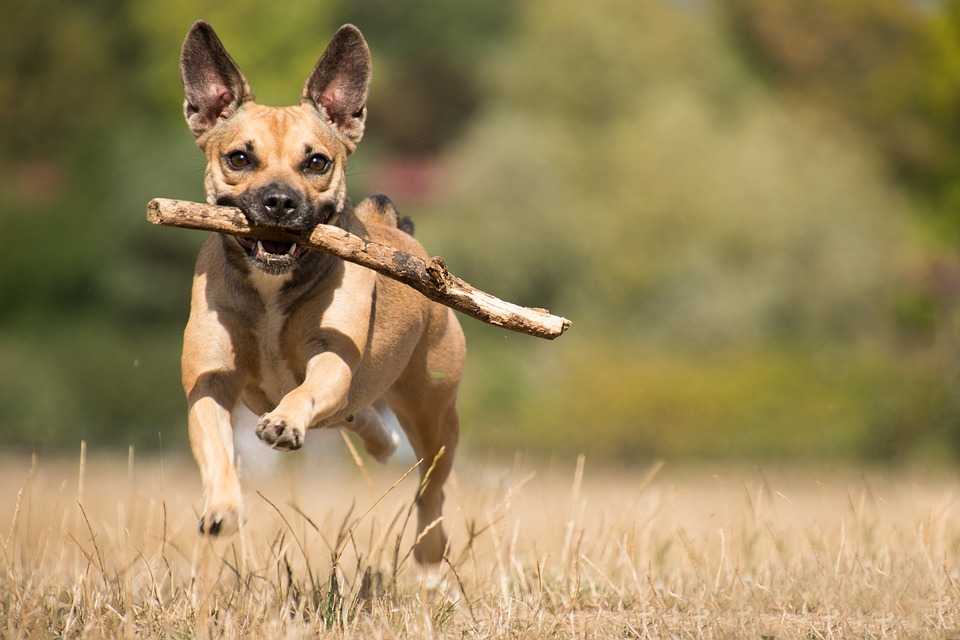 Как научить собаку приносить палку или игрушку