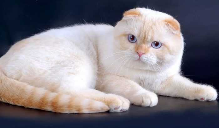 Порода кошек британцы вислоухие описание породы