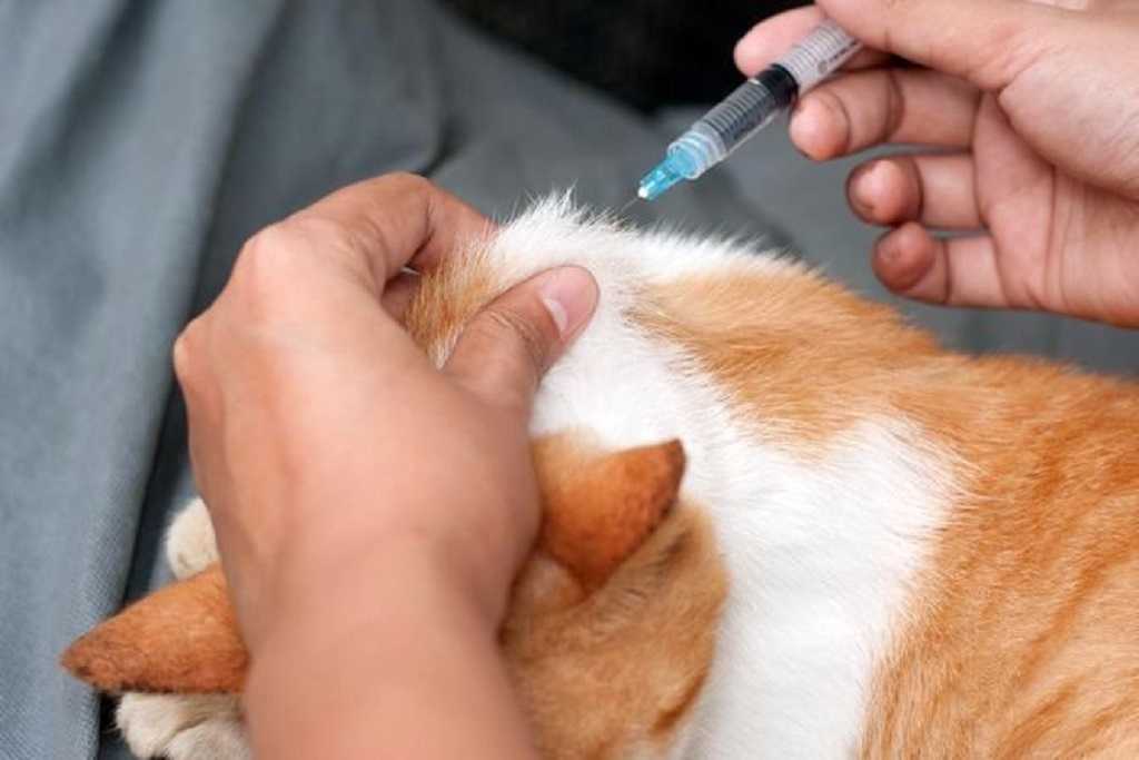 ᐉ как выполнить внутримышечную инъекцию кошке? - ➡ motildazoo.ru