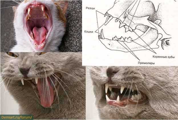 Из уст людей, которые никогда не держали дома животных, порой звучит вопрос: «У котов есть молочные зубы или нет» Конечно, опытные владельцы пушистых красав