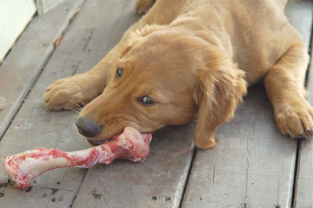 Почему собака ест землю — как правильно определить причину