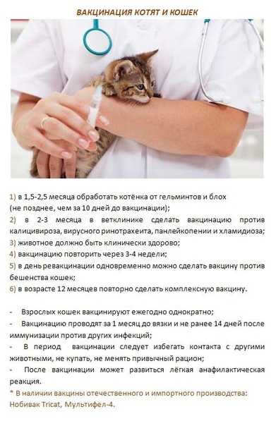 Прививки кошкам и котятам: правила и график вакцинации кошек, первая и последующая прививки, подготовка и рекомендации владельцам