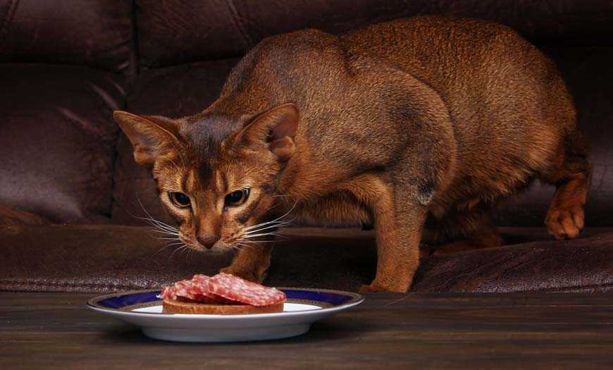 Можно ли кошке сырое мясо: 80 фото блюд и видео советы по применению в рационе питания