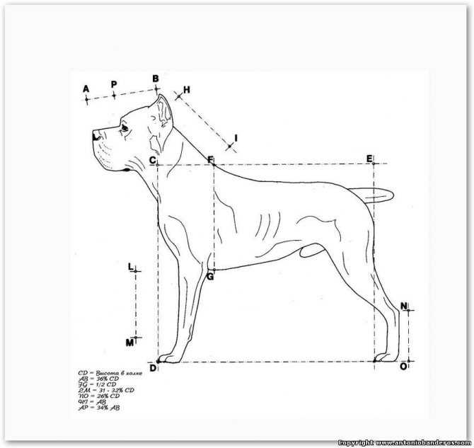 Что такое высота в холке у собаки, где она находится и как ее нужно измерять