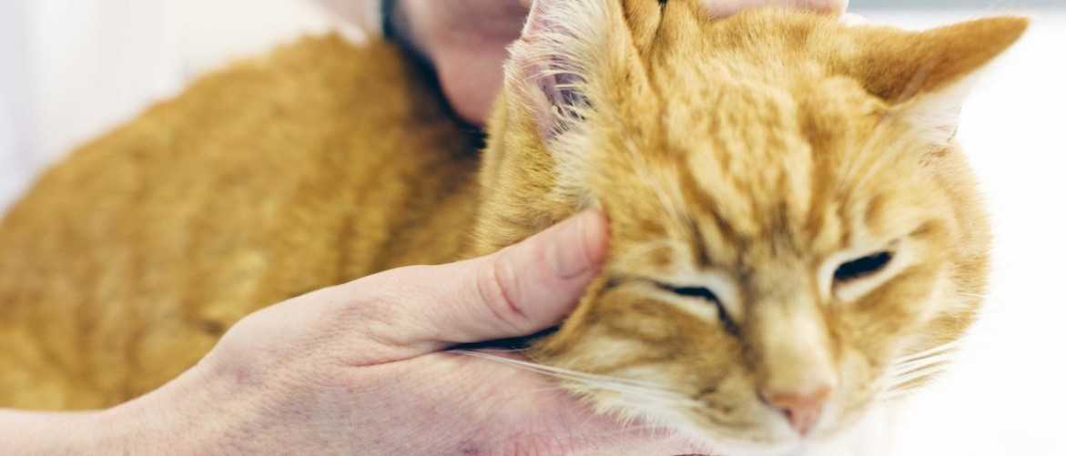 Как вылечить насморк кошке в домашних условиях?