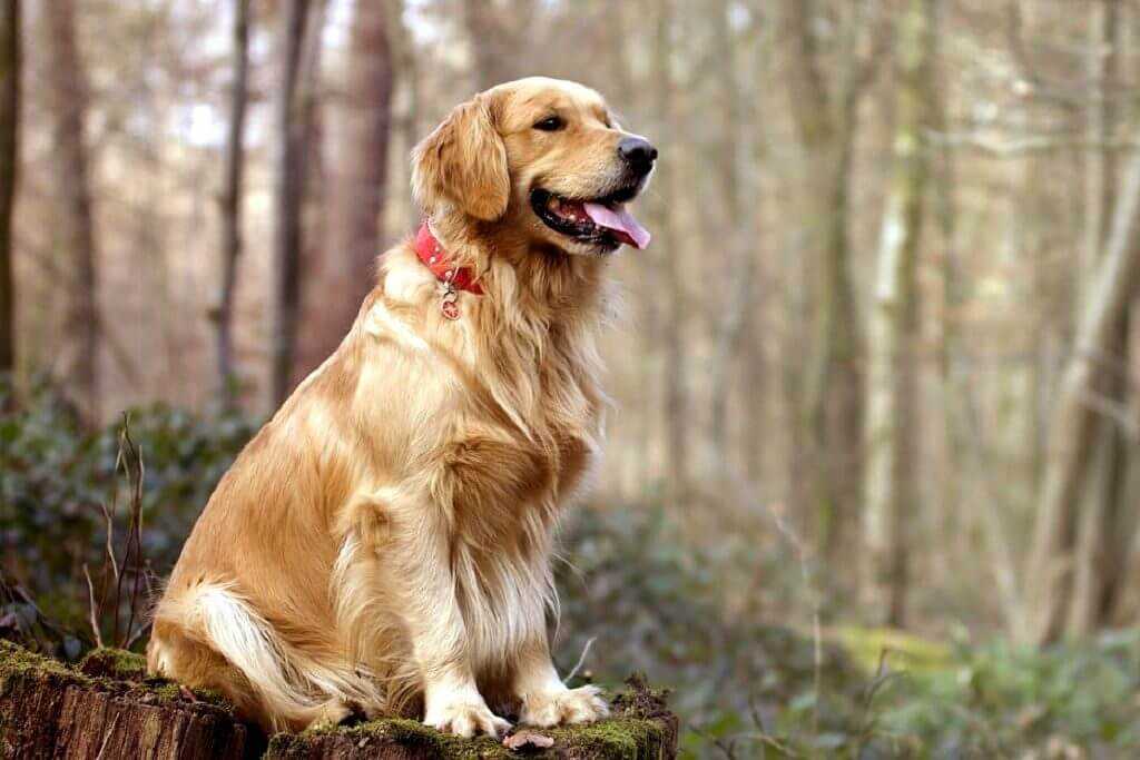 Золотистый ретривер (голден ретривер): факты о собаке, фото, плюсы и минусы, содержание в квартире, цена породы