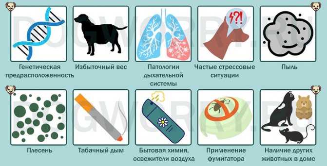 Астма у собак: признаки и симптомы, как снять приступ, лечение, бывает ли бронхиальная, сердечная - блог о животных - zoo-pet.ru
