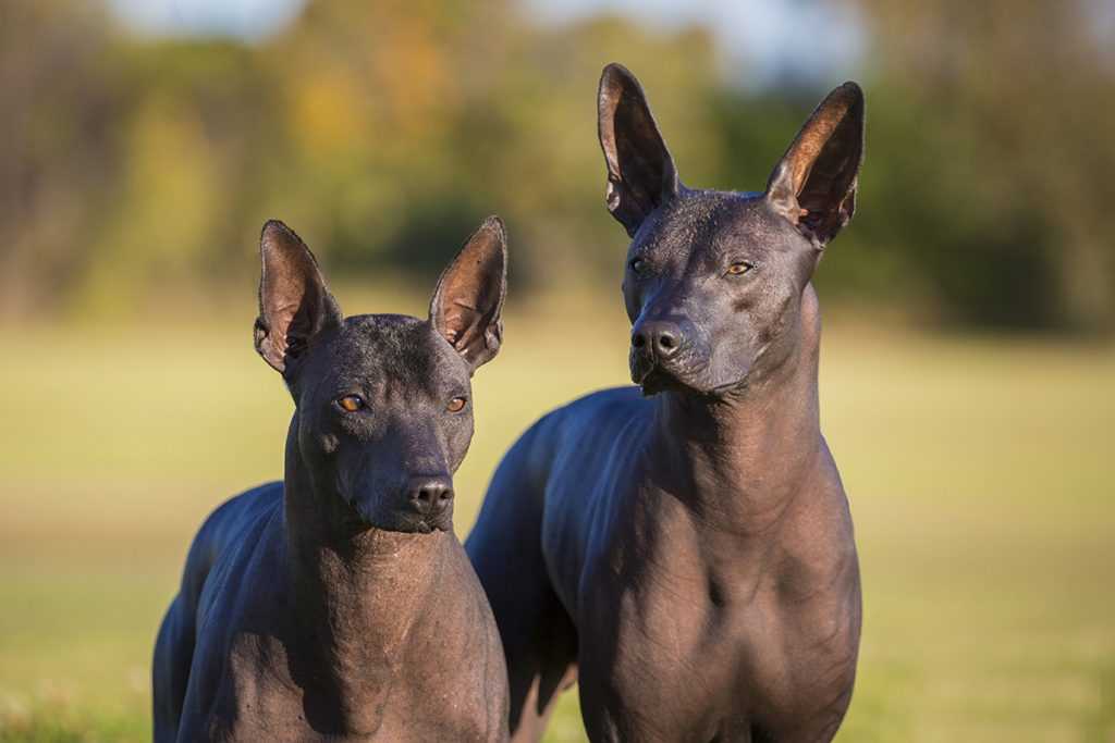 Ксолоитцкуинтли(мексиканская лысая собака) фото, цена щенка, описание породы, отзывы