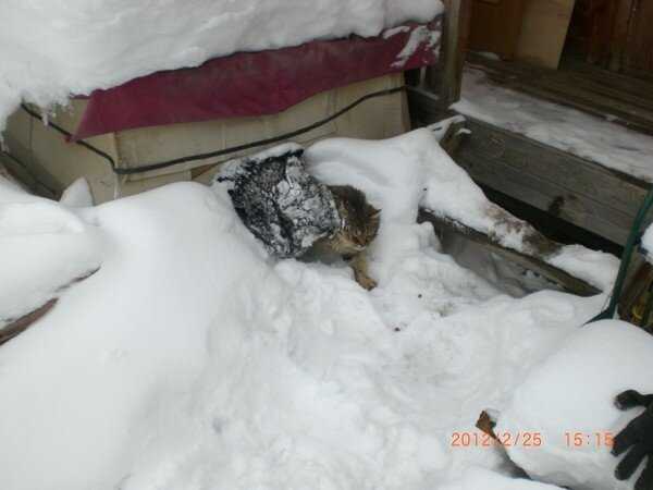 При какой температуре кошки могут жить на улице: какие породы не переносят холода - wlcat.ru