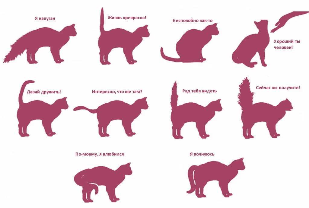 Кот трясет хвостом но не метит. что означает дрожащий хвост у вашей кошки? как узнать о самочувствии кошки по хвосту
