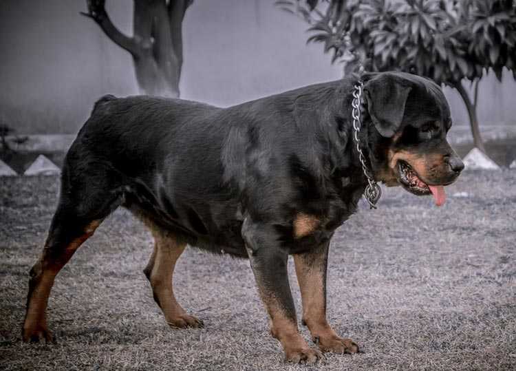 Самые агрессивные породы собак — топ-10 в мире