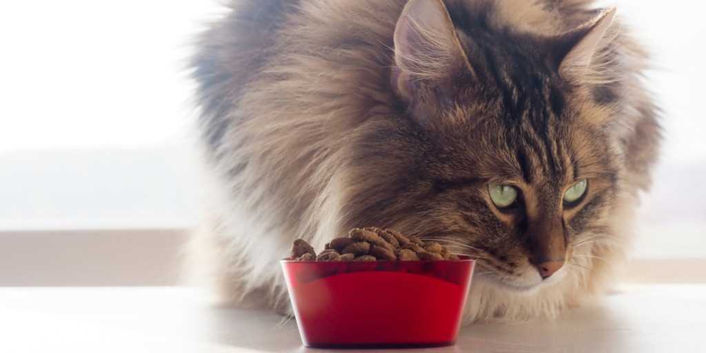 Кошка (кот) постоянно просит есть: причины