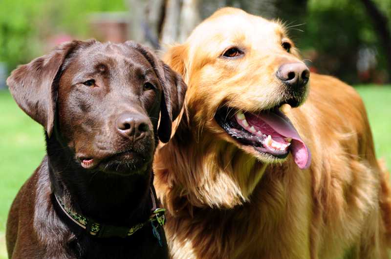 Лабрадор и ретривер: в чем разница между породами собак