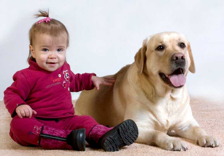 Топ-50 лучших пород собак для семей с детьми