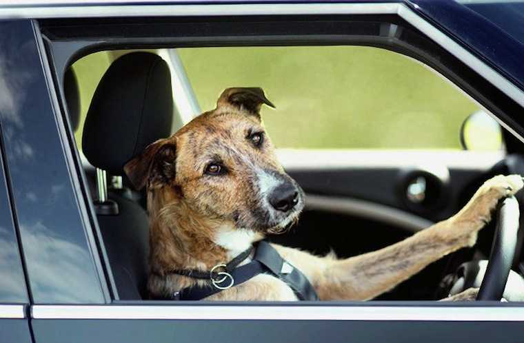 Собаку укачивает в машине: что делать | средства, таблетки, что дать собаке