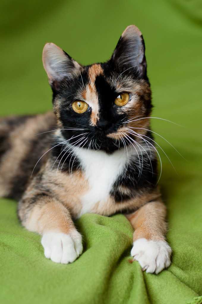 Трехцветная кошка. описание, особенности, приметы и породы трёхцветных кошек | живность.ру
