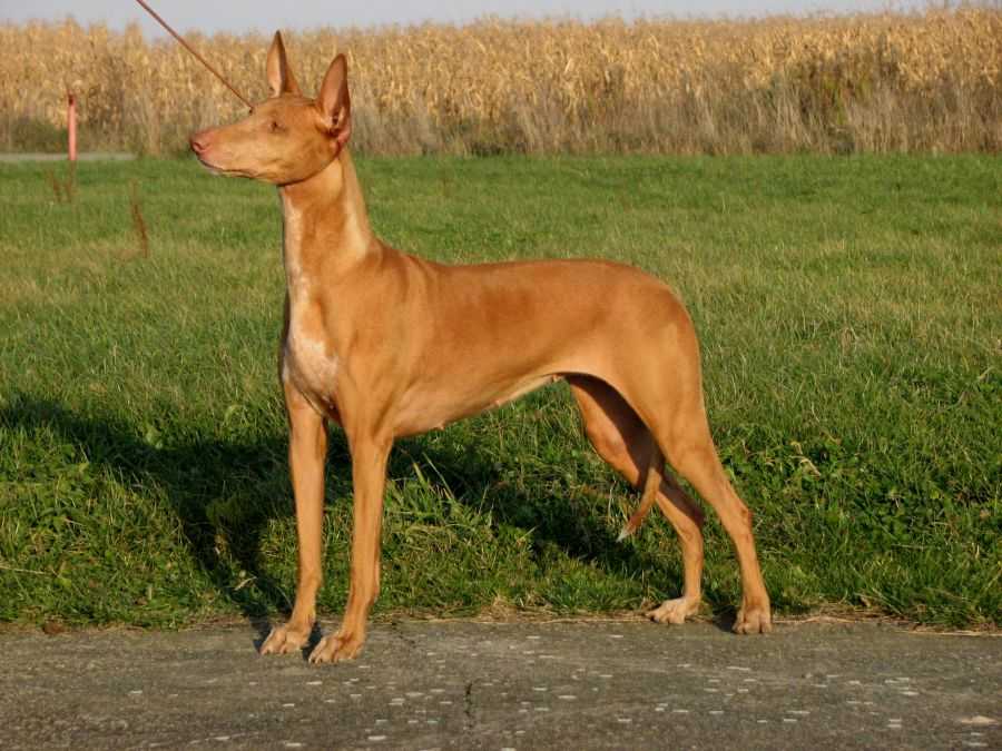 Фараонова собака: описание, история, факты, фото, характер