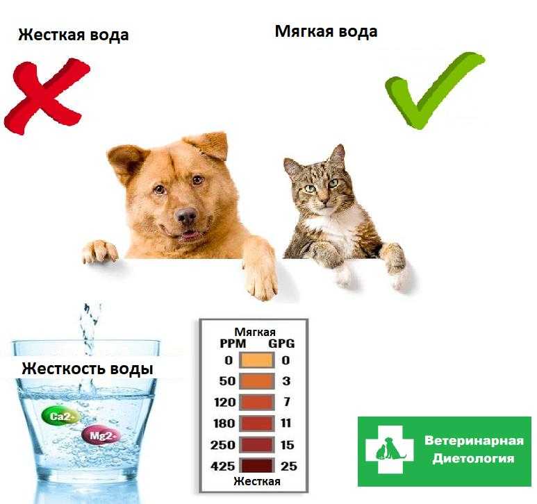 Почему собака стала часто и много пить воду?