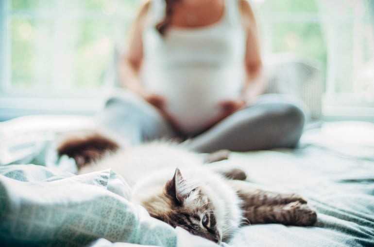 Чувствуют ли кошки беременность хозяйки на ранних