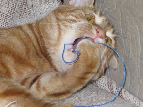 Как моментально отучить кота грызть провода