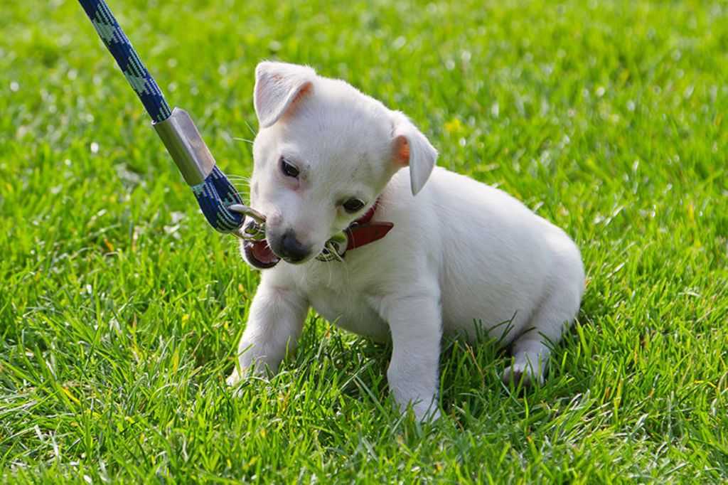 Как приучить собаку к поводку и ошейнику | взрослую и щенка