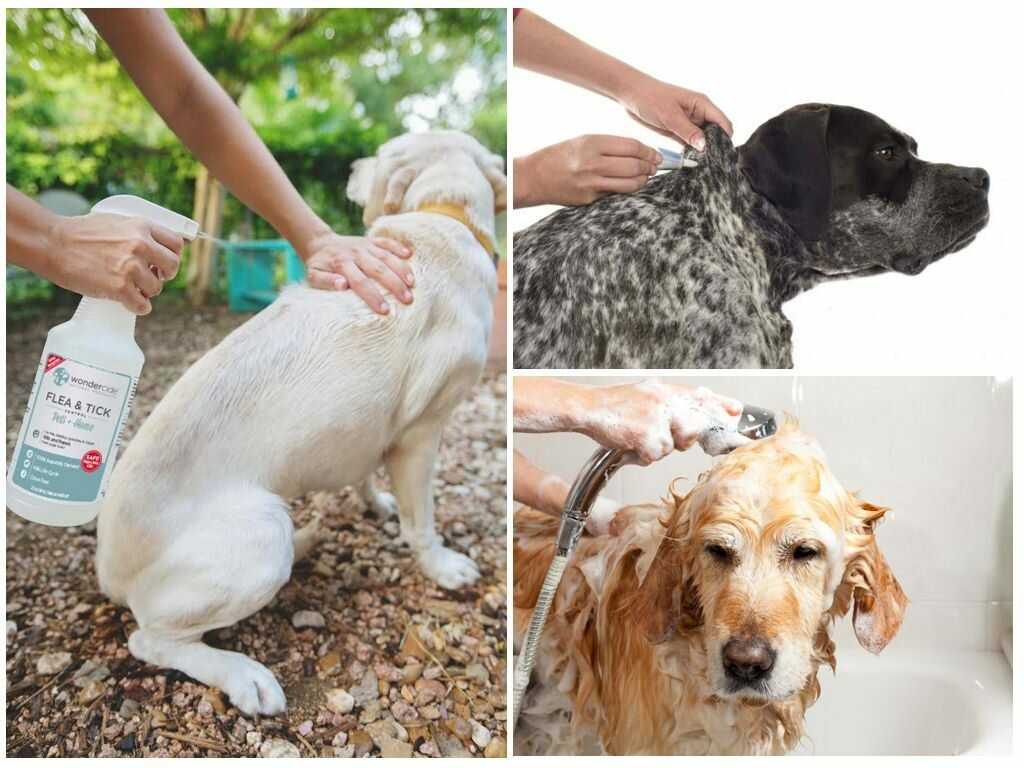От собаки неприятный запах – как избавится | блог ветклиники "беланта"