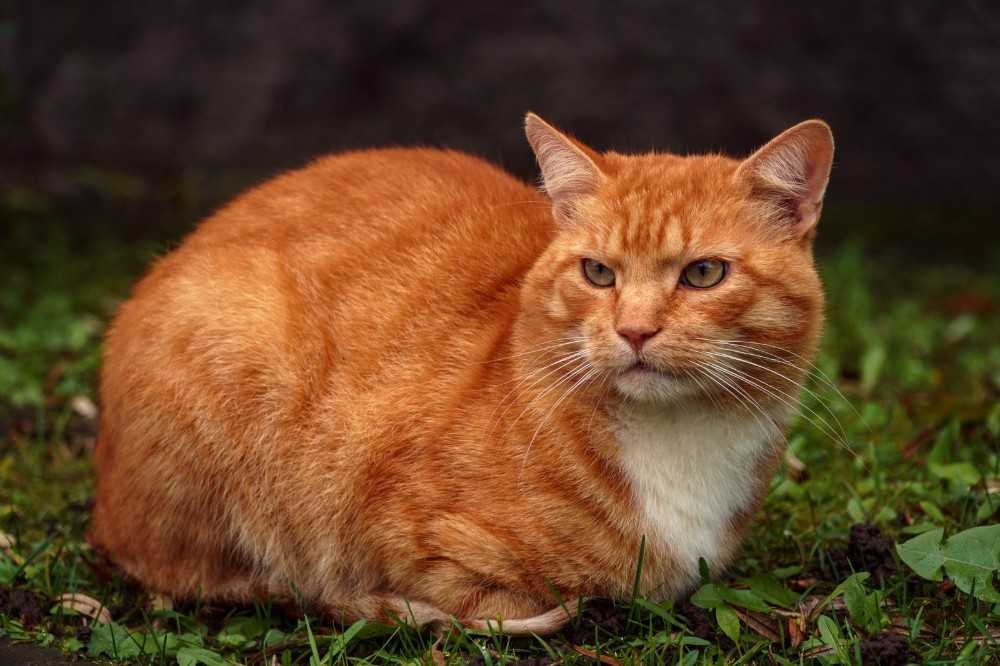 Рыжий окрас кот или кошка