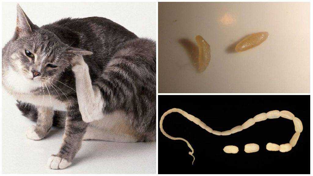 Глисты у котёнка: что делать, лечение и профилактика | блог ветклиники "беланта"