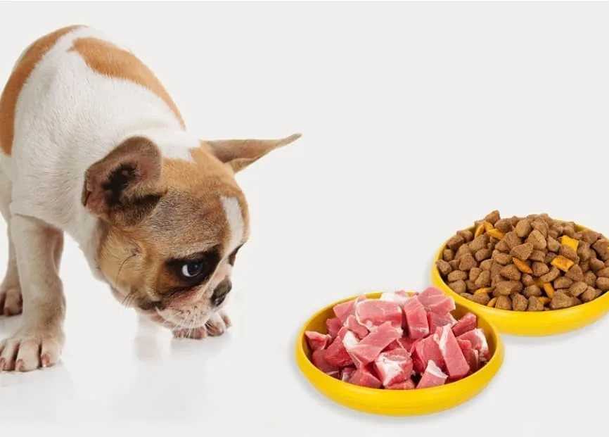 Как перевести собаку с сухого корма на натуралку или с натурального питания на сухой корм, переводить собак с натуралки сложнее — предлагаем схему.