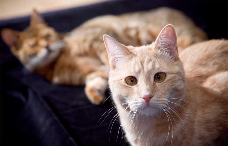 Симптомы расстройства костей у кошек | лечение остреохондродисплазии у кошек в нижнем новгороде