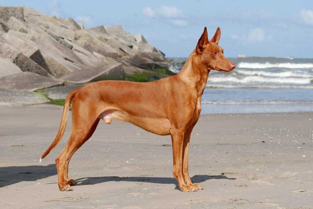Фараонова собака 🐶 фото, описание, характер, факты, плюсы, минусы собаки ✔