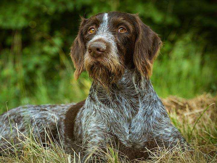 Охотничьи породы собак: топ 20 лучших псов для охоты