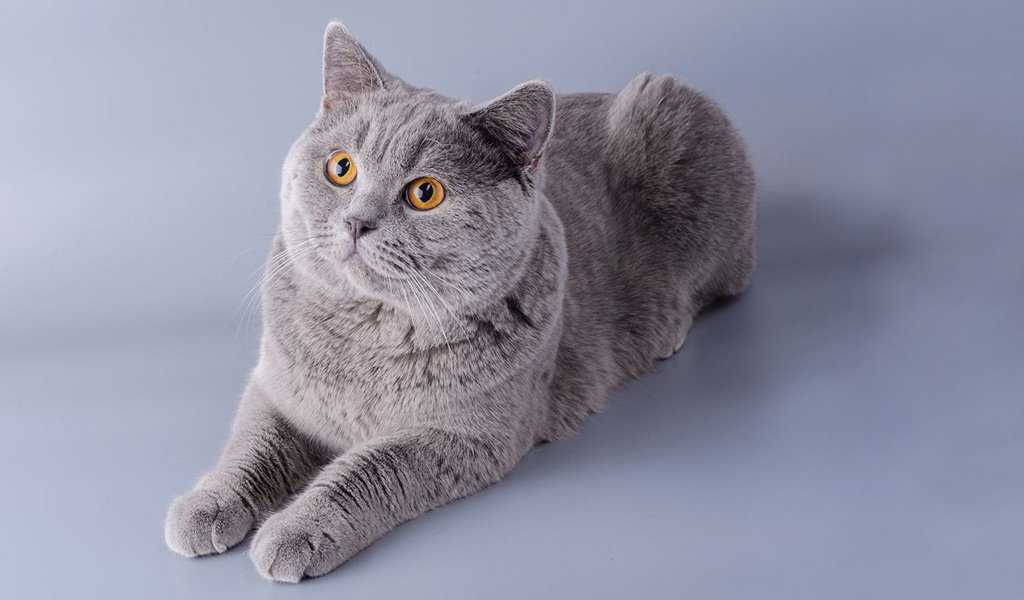Британская короткошерстная кошка: обзор породы, цена, содержание, уход и особенности характера кошки (130 фото)