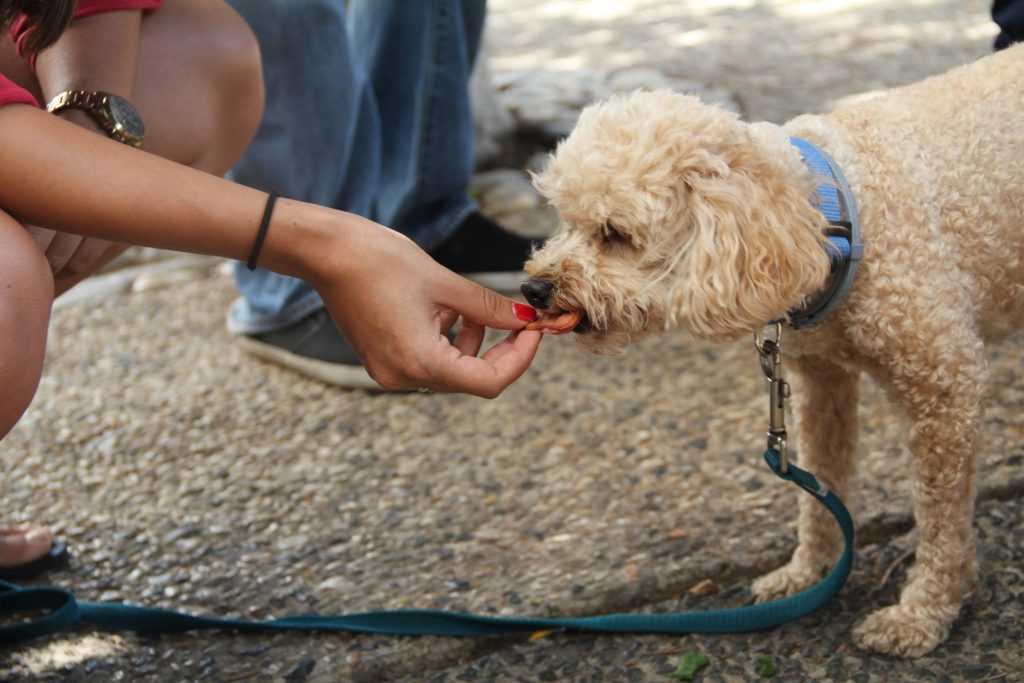 Почему собака ест песок: когда игра перерастая в заболевание