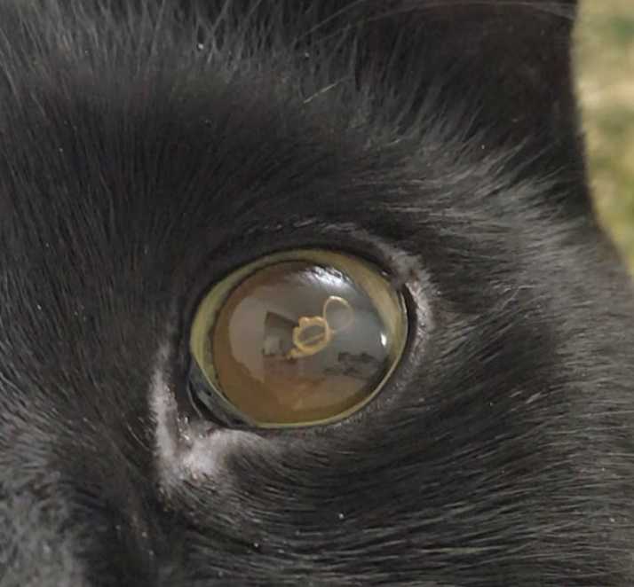 У кота зрачки расширены на весь глаз, что делать?