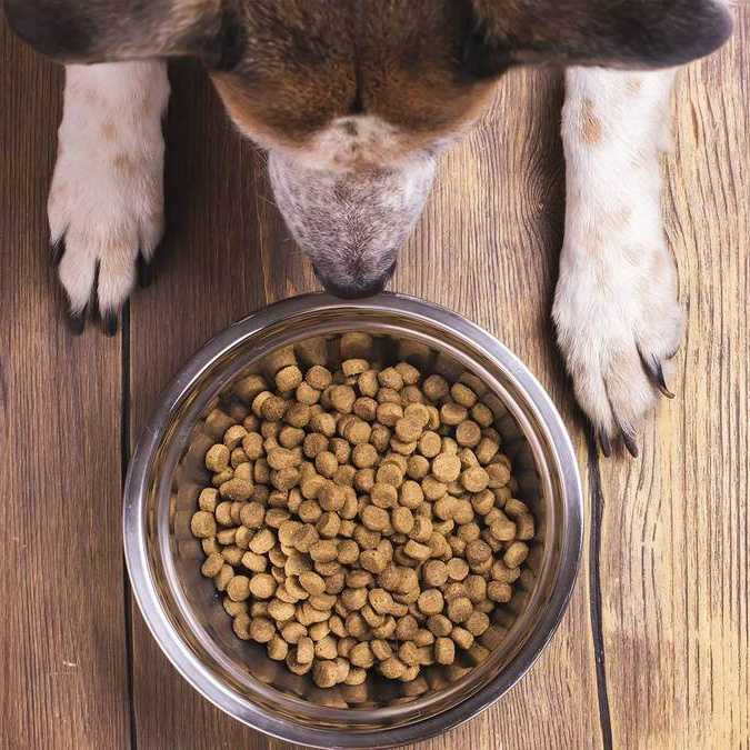 Почему собака плохо ест, но активная и что делать