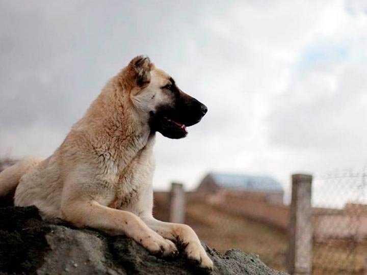 Описание породы собак гампр (армянский волкодав) с отзывами