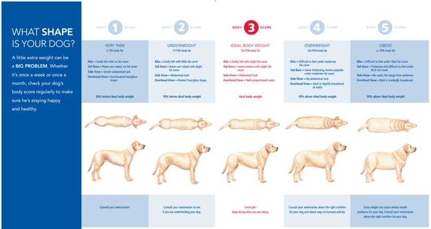 Ожирение у собак: причины, симптомы, лечение, чем опасен лишний вес