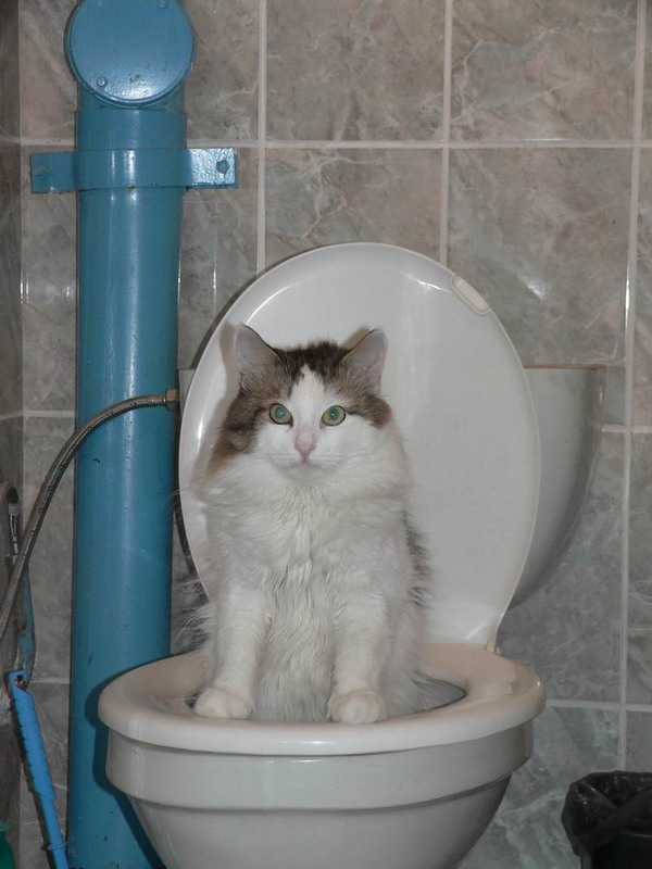 Задраить люки. Коты на унитазе. Кот в туалете. Туалет для кошек. Унитаз для кошек.