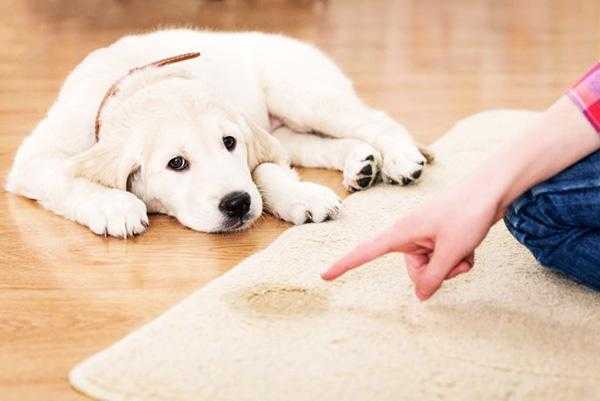 Как отучить собаку кусаться - недопустимые приемы и правильные методы борьбы