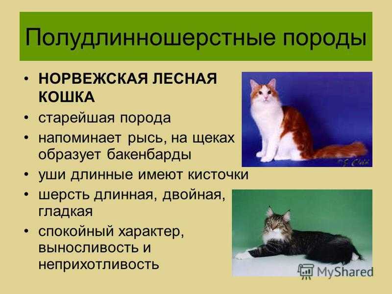 Описание кошки британской породы