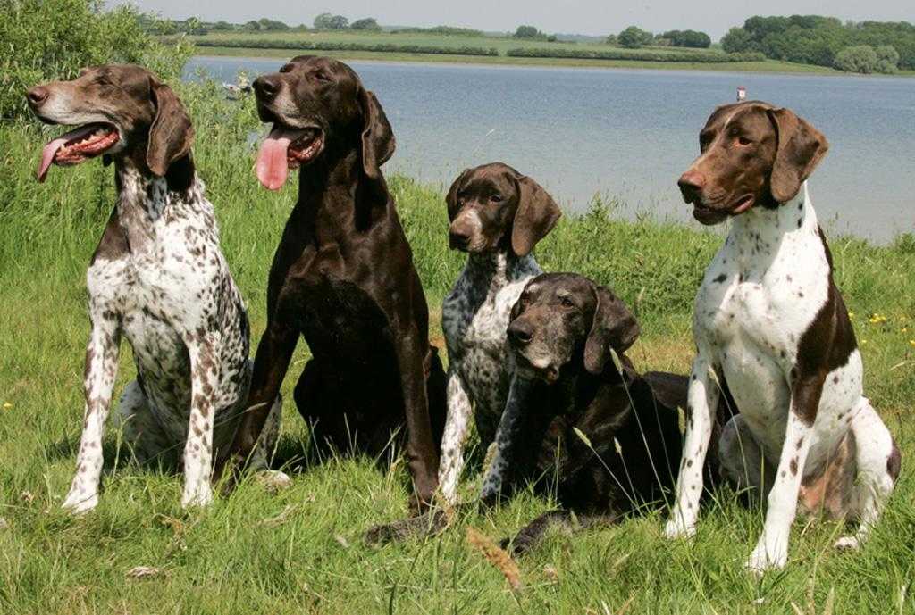 Курцхаар (60 фото): описание собак охотничьей породы немецкий курцхаар. как дрессировать щенков в домашних условиях? отзывы владельцев