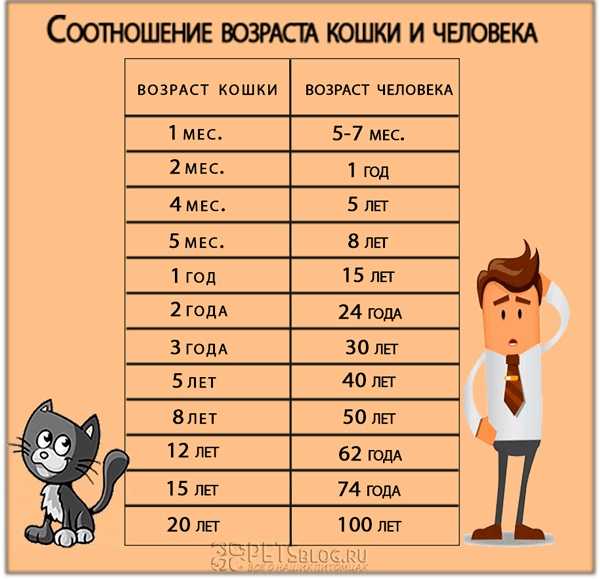 Как посчитать возраст кошки