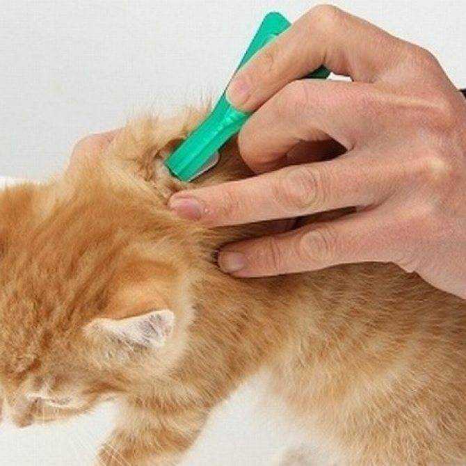 Блохи у кошки – как вывести и чем лечить?