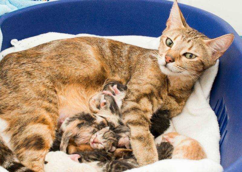 Сколько котят рожает кошка в первый раз: описываем все нюансы