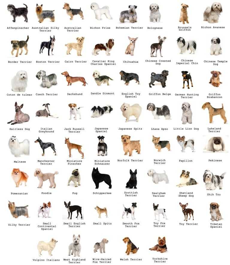 Маленькие породы собак: обзор популярных, как выбрать | блог ветклиники "беланта"