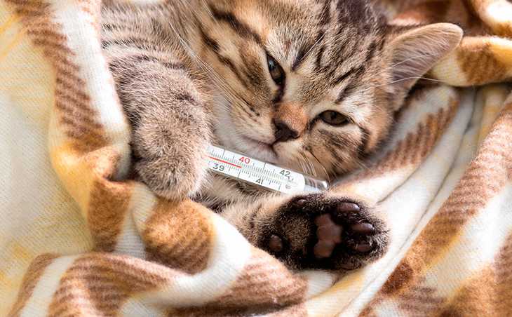 Могут ли коты заразиться от человека простудой ⋆ онлайн-журнал для женщин