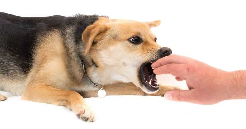 Собака грызет и кусает задние или передние лапы - причины и что делать?
