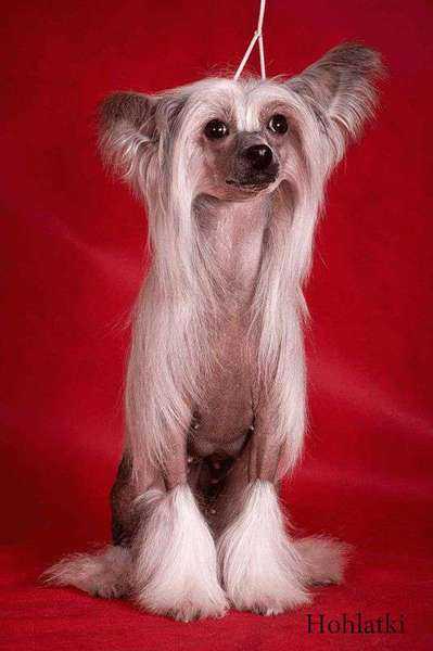 Китайская хохлатая пуховая собака: стрижка фото, уход и содержание породы, цена